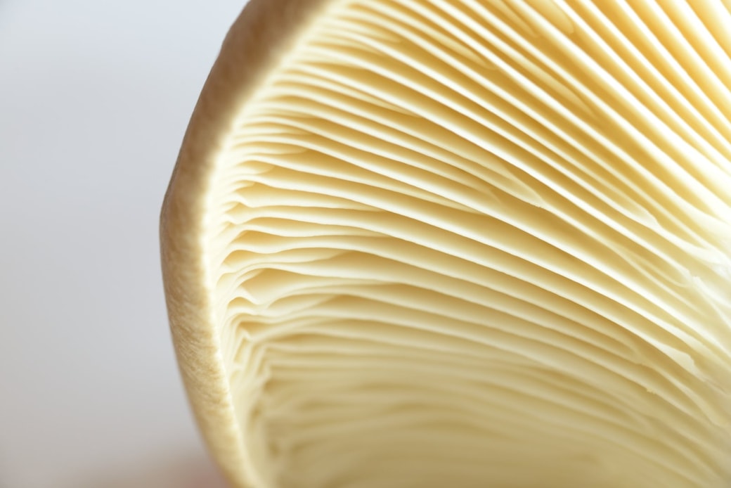 NG①かさが開いている