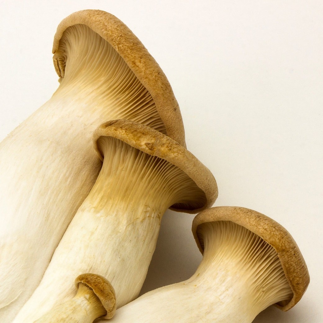 NG②かさが黒ずんだり、濃い茶色に変色している