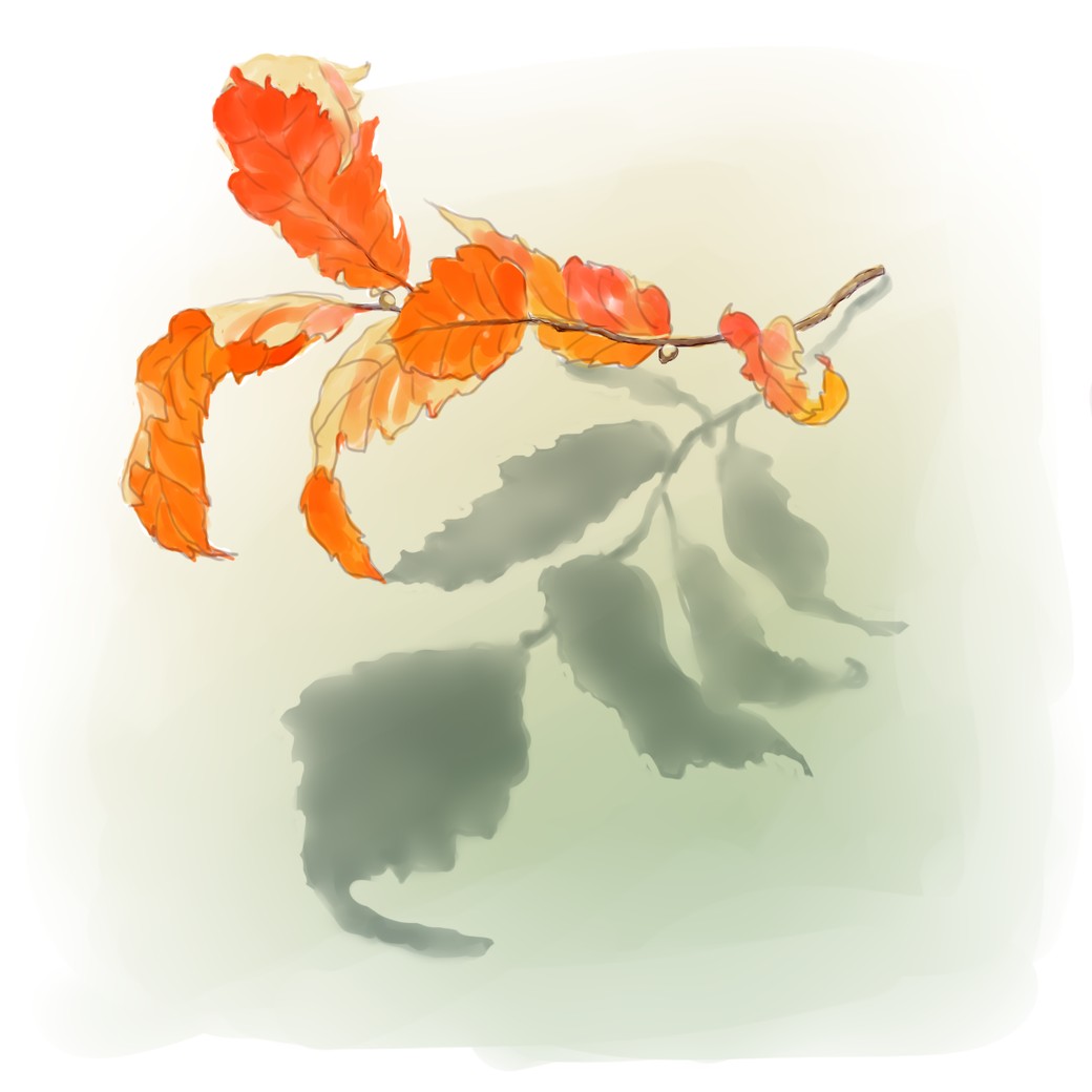 紅葉した葉をつけた枝が道に落ち、くっきりした影を落としている。