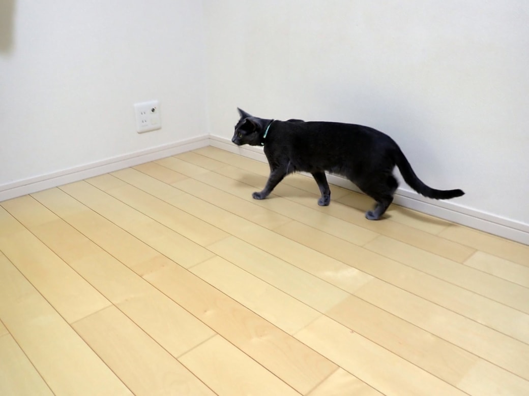 ネコが邪魔する