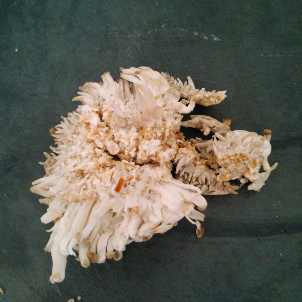 しめじと石づき