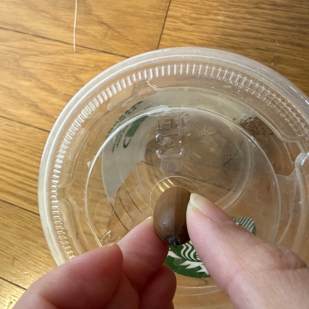 空きカップにどんぐりを入れようとしているところ