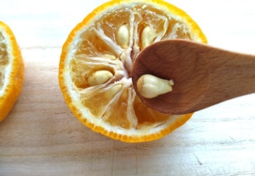 種を取るところ