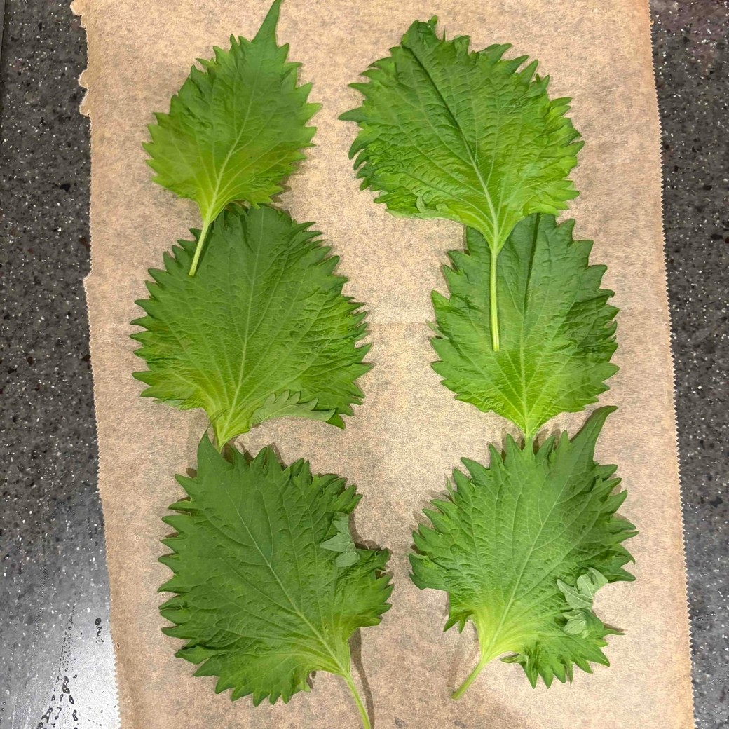 クッキングシートに大葉を並べたところ