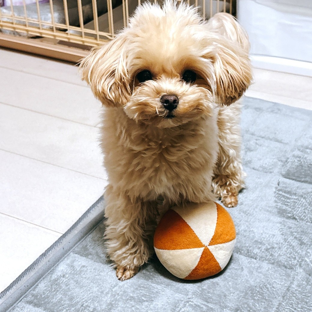 わが家の愛犬もお気に入り