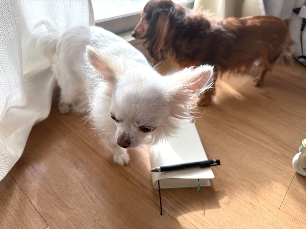 のんさんと手帳