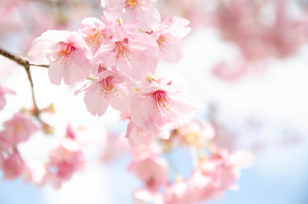 桜