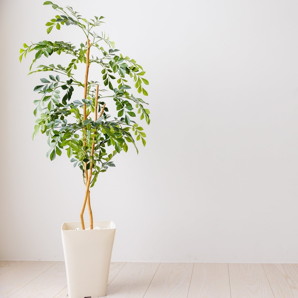 ⑤観葉植物、ペットなどの生き物