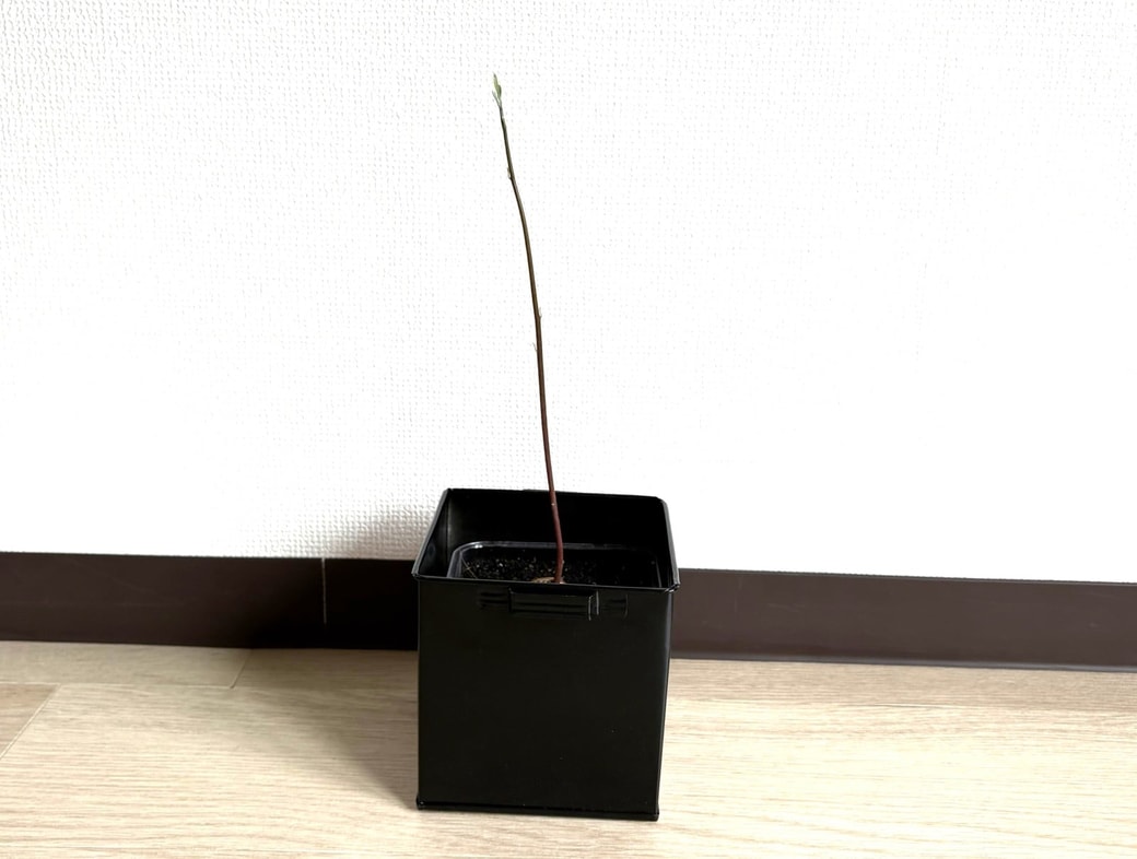 ブリキの入れ物に入れた様子