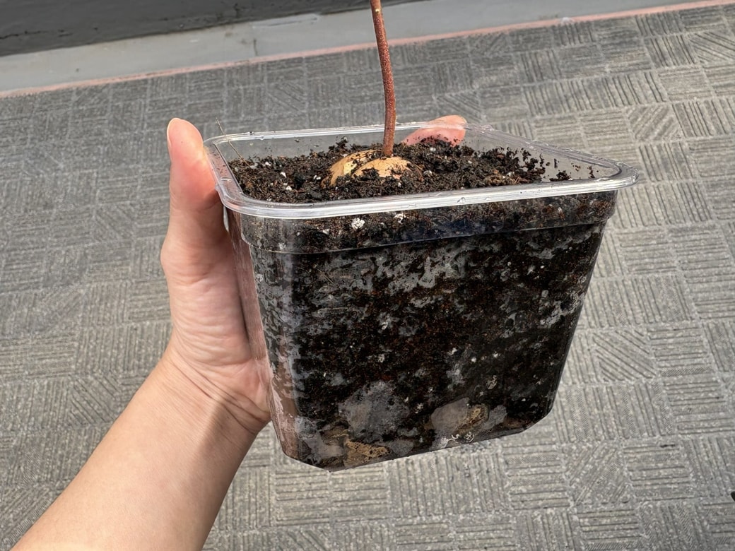 お味噌の空き容器のプランターを横から見た様子