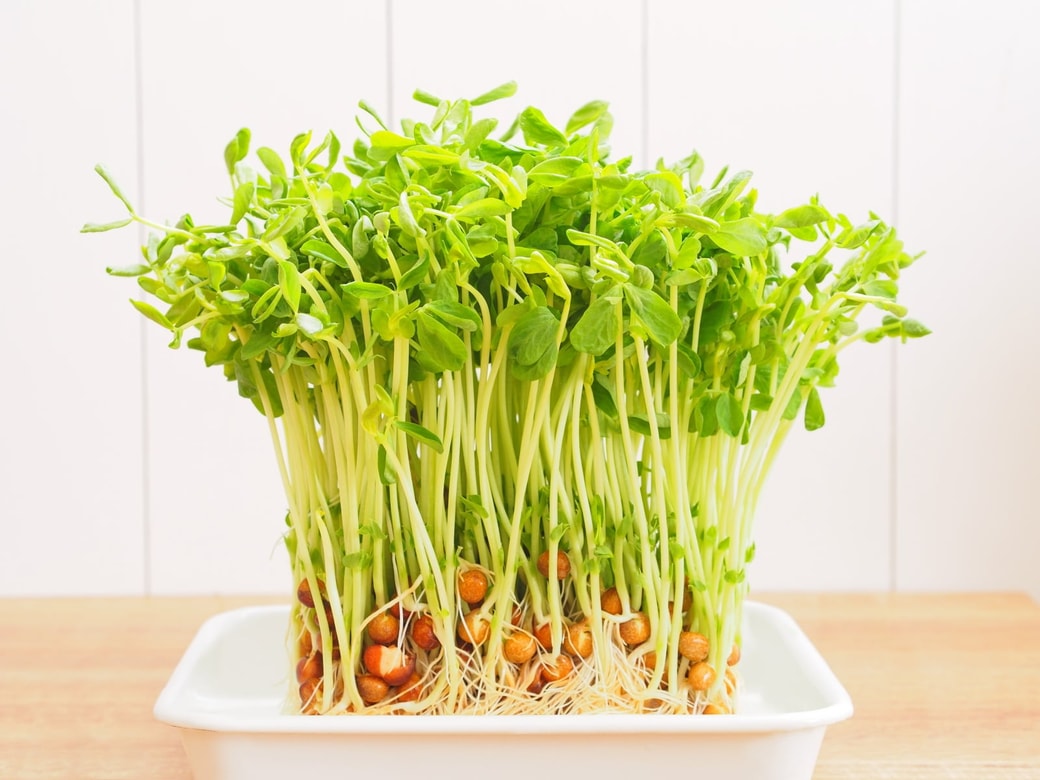 豆苗