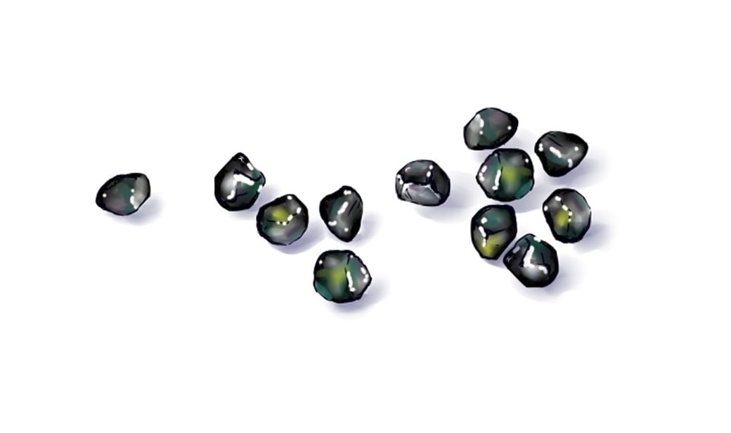 白い背景に黒い胆石が12粒。艶やかで青く光っている。