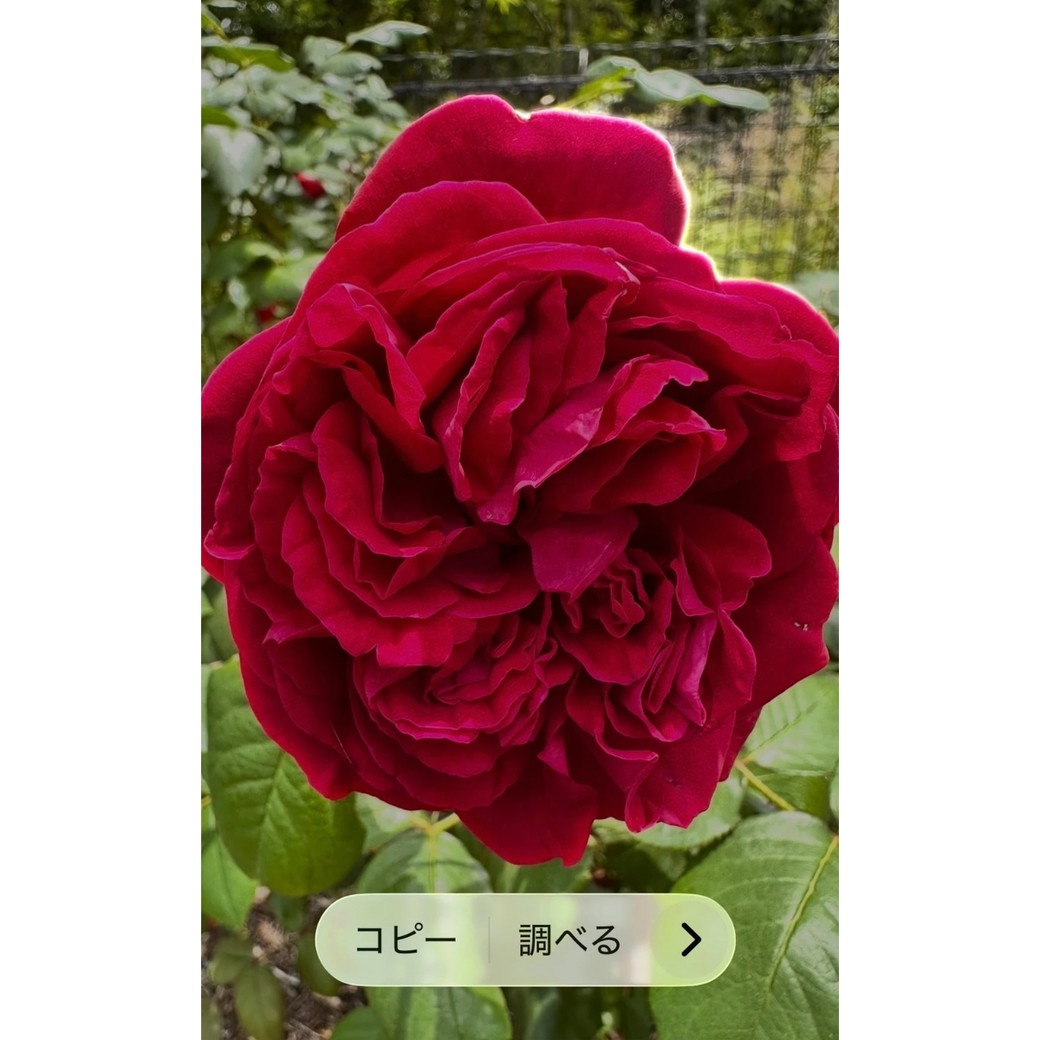 薔薇の写真
