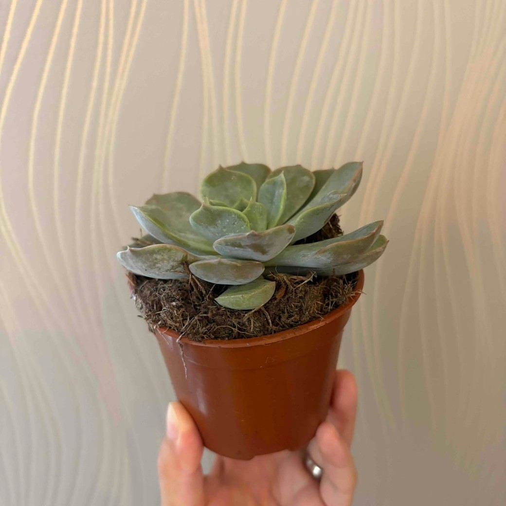 観葉植物の写真