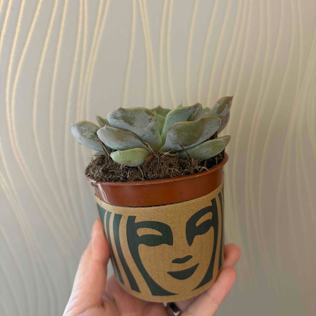 観葉植物の鉢にスタバスリーブをつけたところ