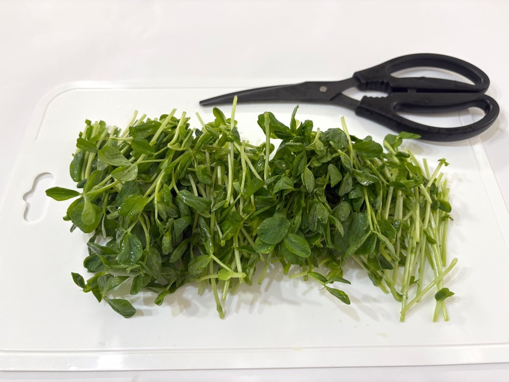 豆苗を根から切り、半分の長さにする