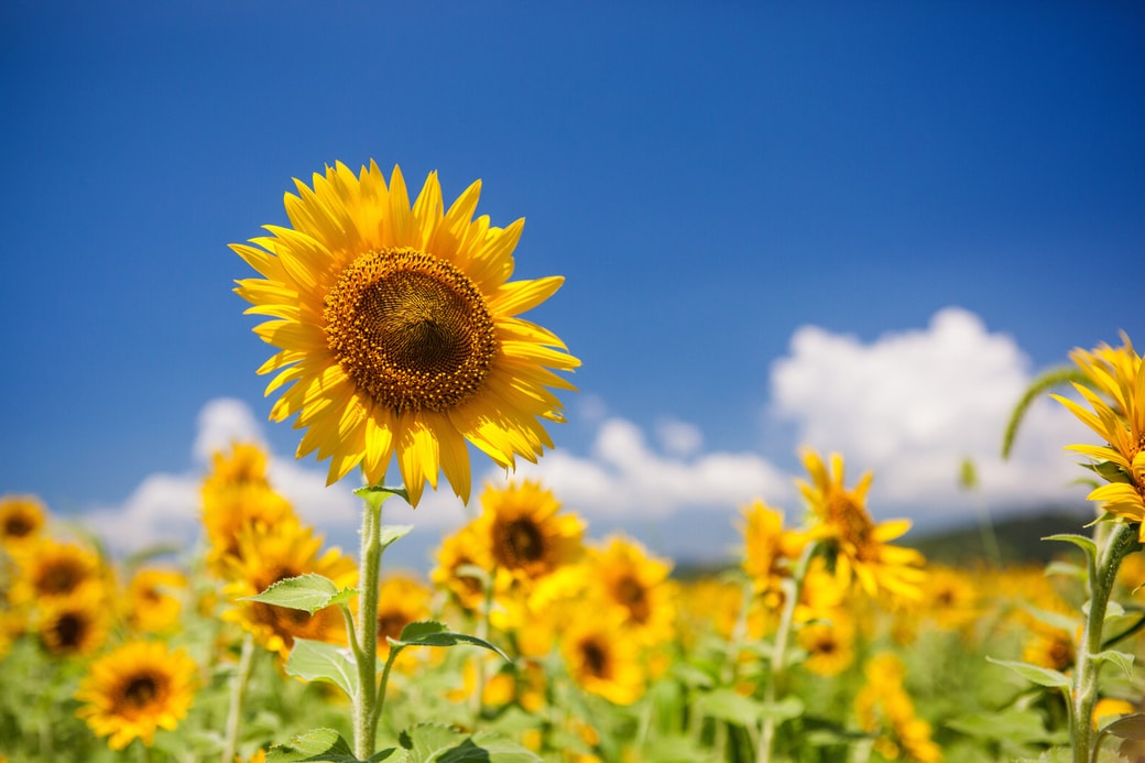 夏