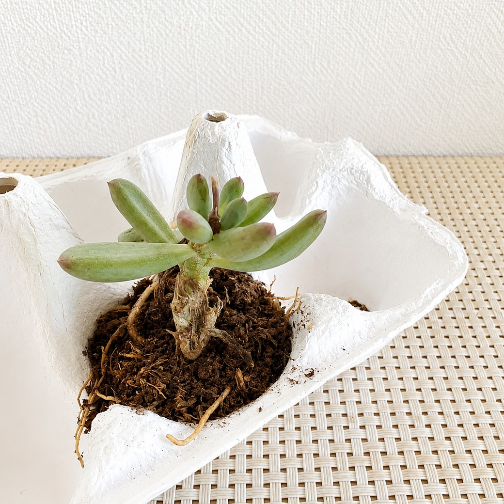 卵の紙パックに入れた多肉植物