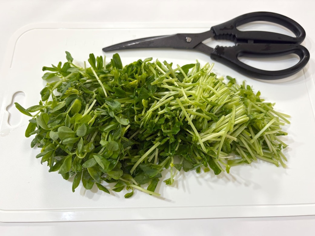 豆苗を4分の1の長さに切る