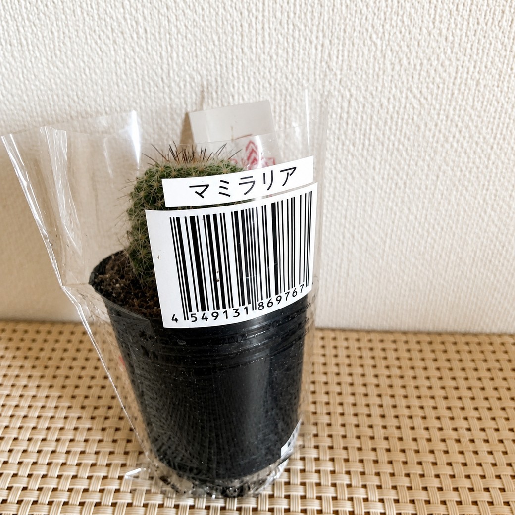 多肉植物