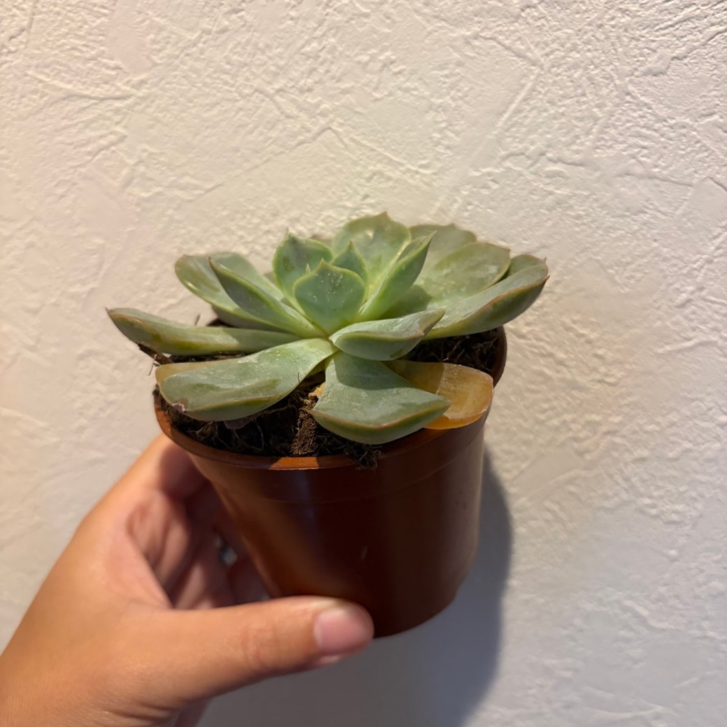観葉植物の写真