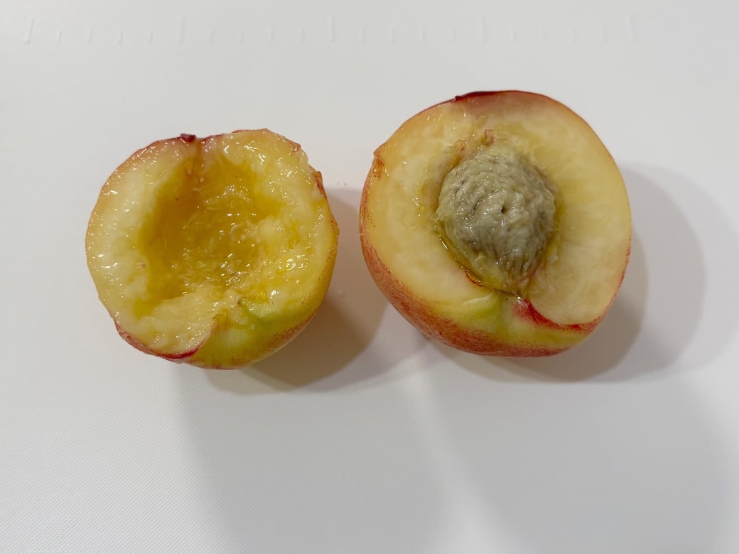 種ありと種なしに分かれる