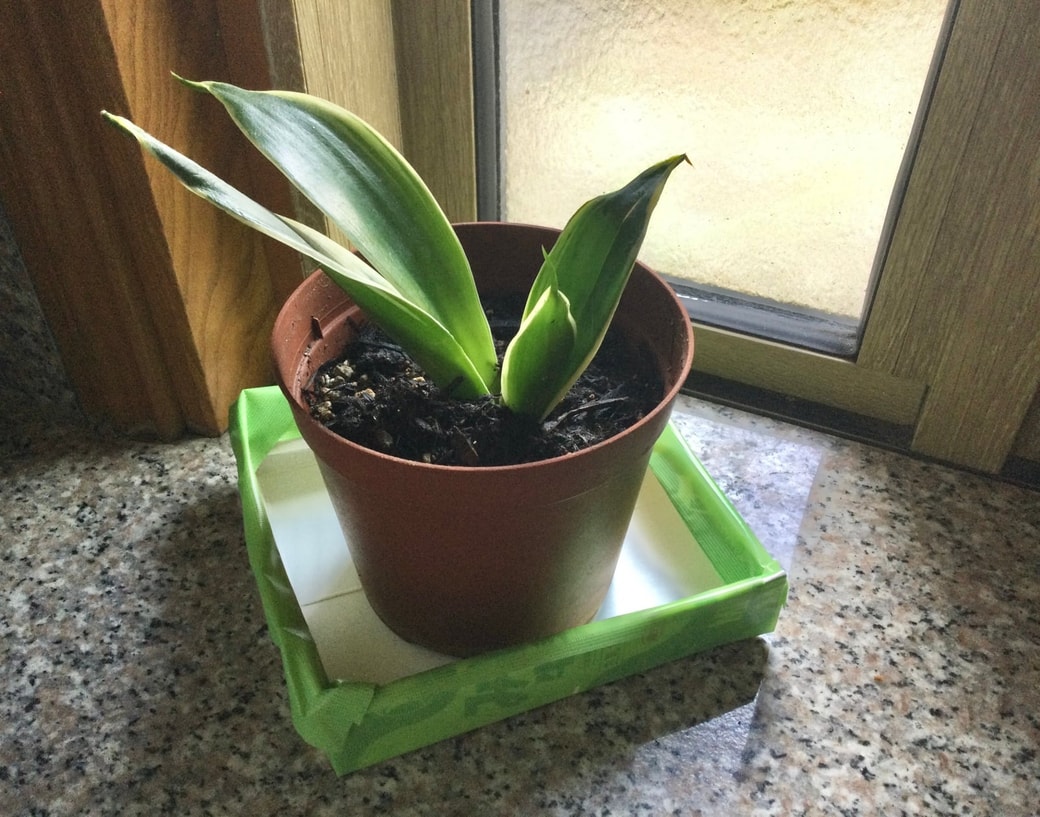牛乳パックで作った観葉植物の受け皿