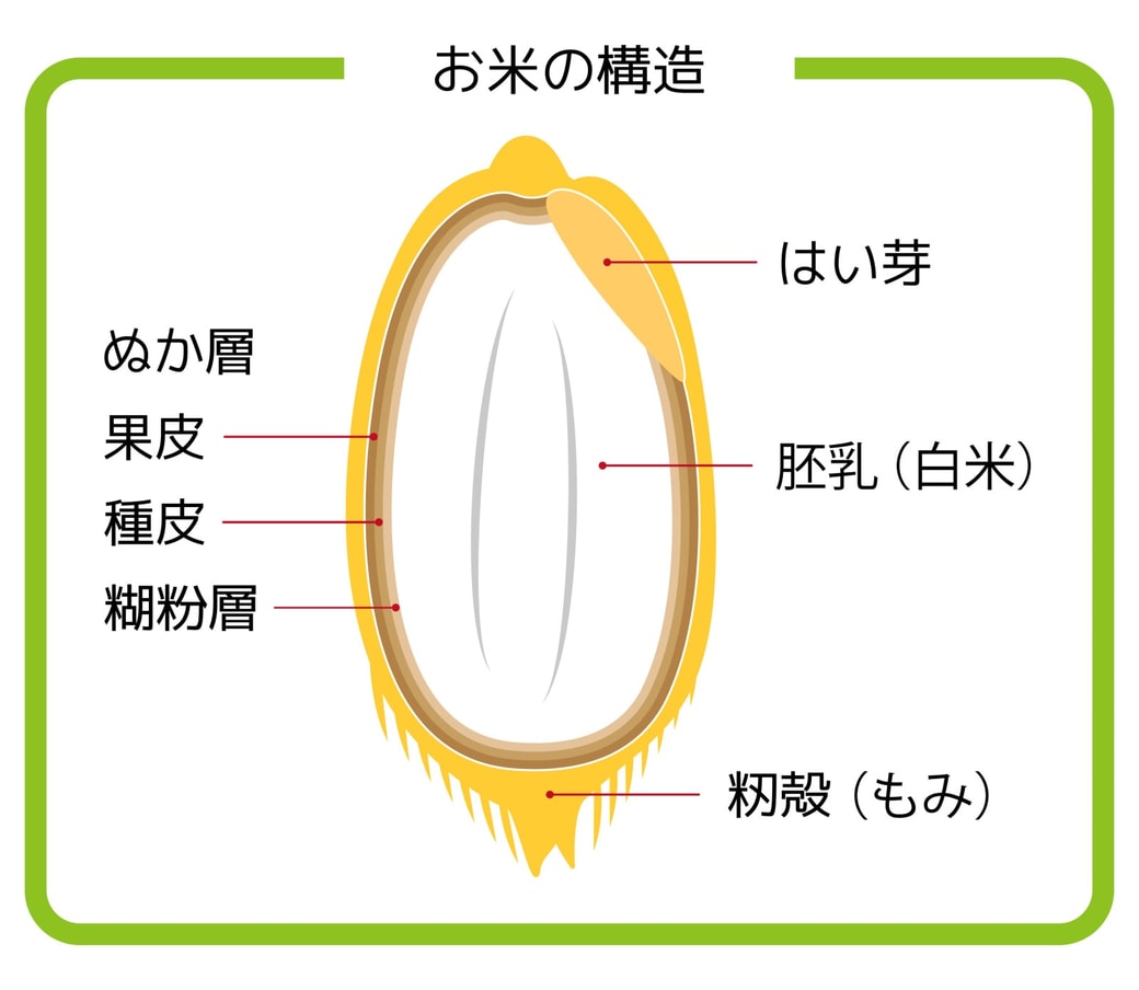 お米の構造