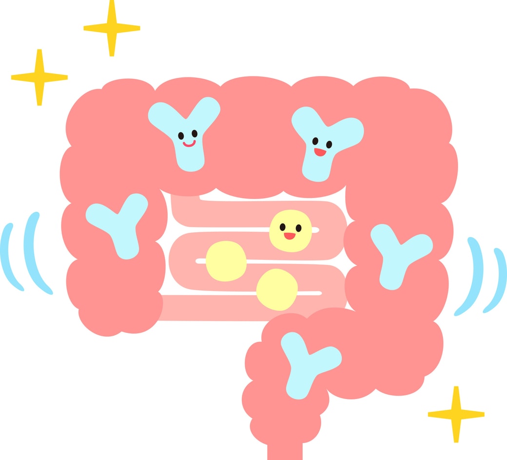 腸内での働き