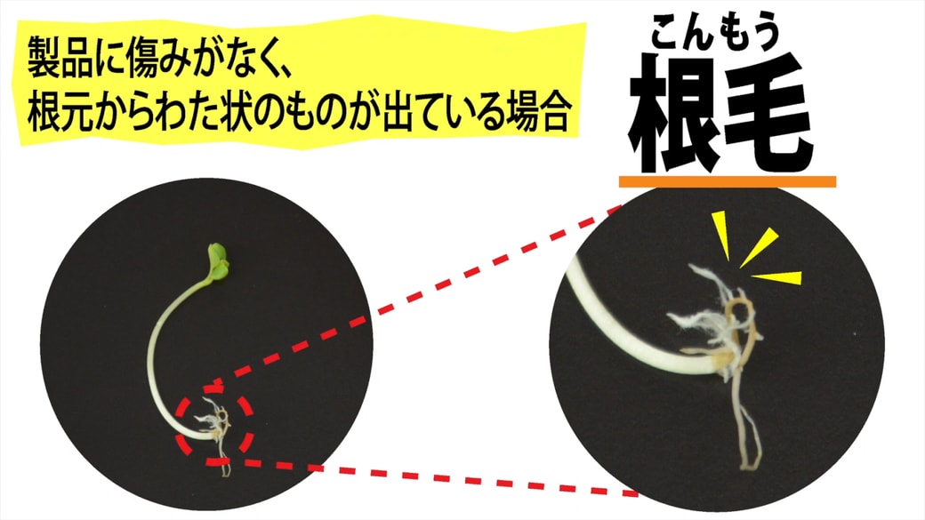 綿毛の正体は「根毛(こんもう)」