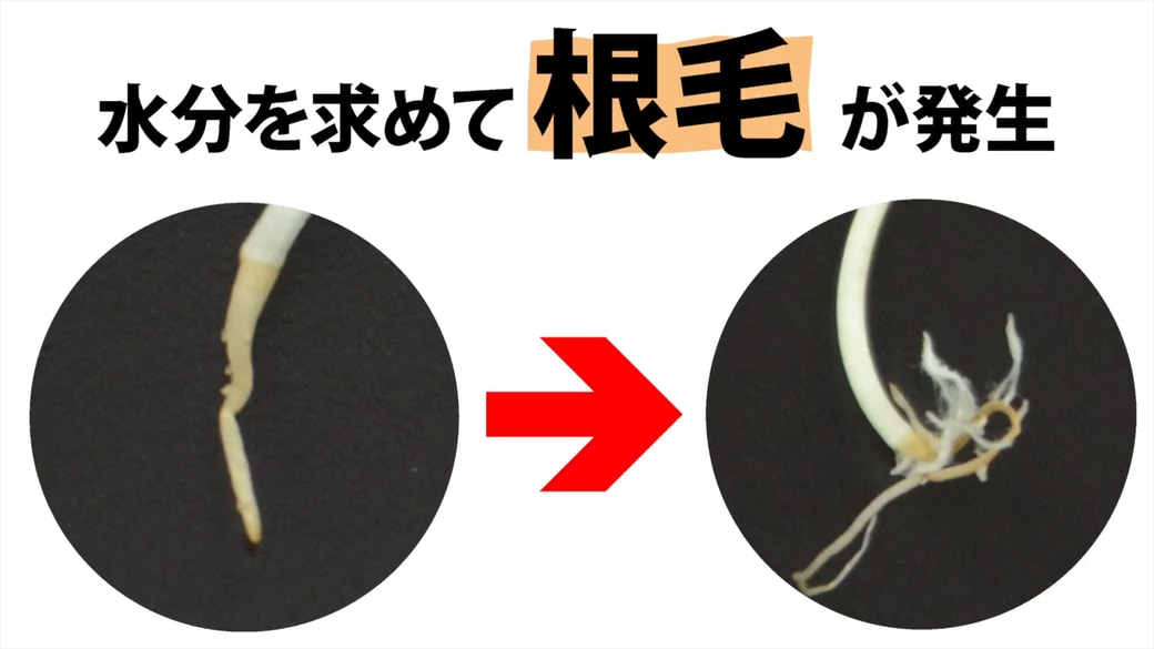根毛は水分を求めて発生する