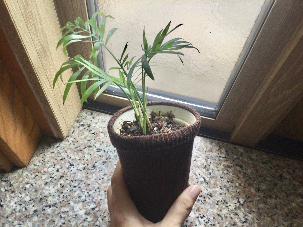 観葉植物の鉢に古着を被せる
