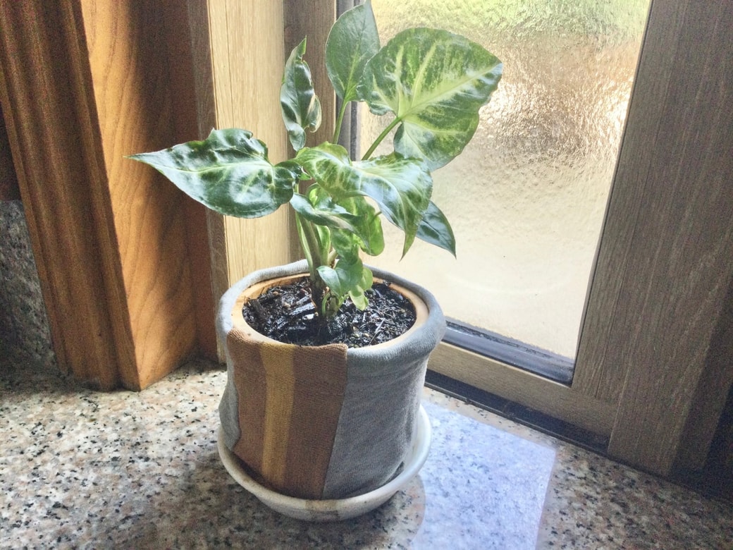古着を観葉植物の鉢カバーにする