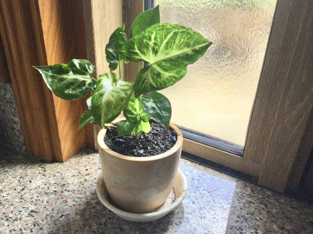 観葉植物