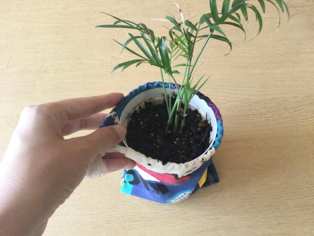 巾着袋に観葉植物を入れる