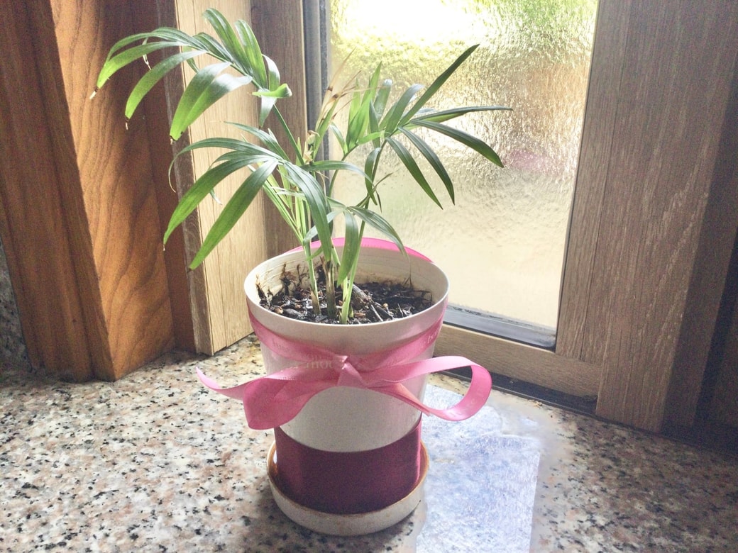 観葉植物の鉢にリボンを巻く