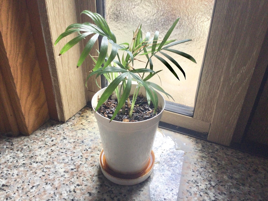 観葉植物