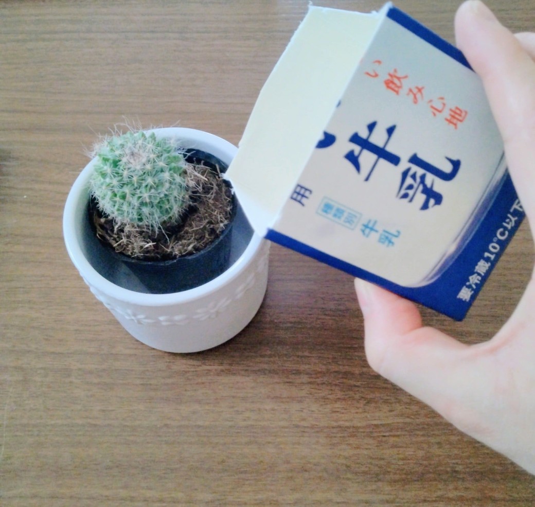よく洗って乾燥させた牛乳の空きパック:園芸の「簡易じょうろ」として活用