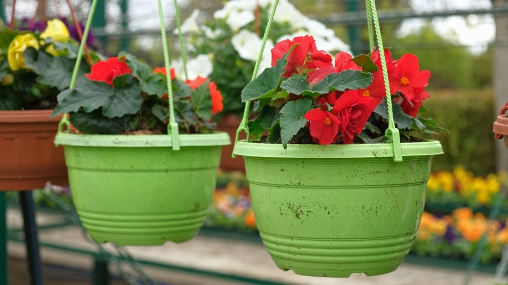ベランダの植木鉢