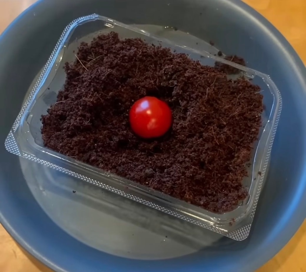 土の上にミニトマトを置く