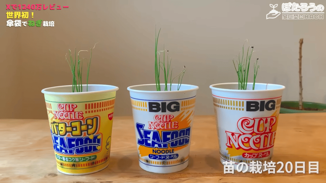 種まきから20日目に芽が出た