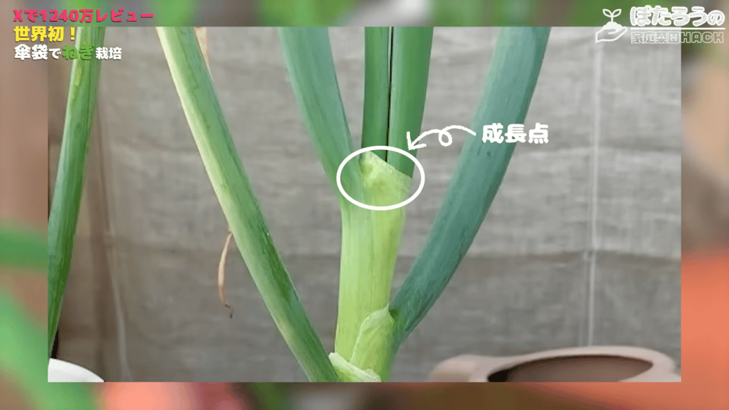 長ねぎの成長点