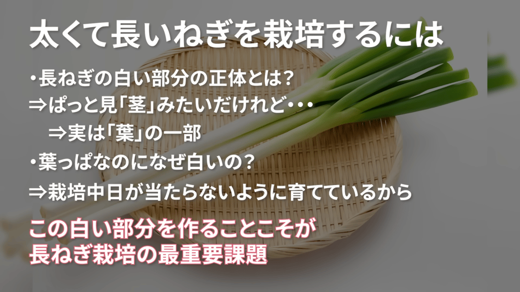 長ねぎの白い部分は日が当たらないように育てなければならない