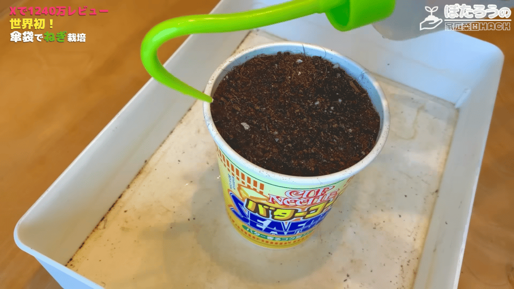水やりをしながら育てる