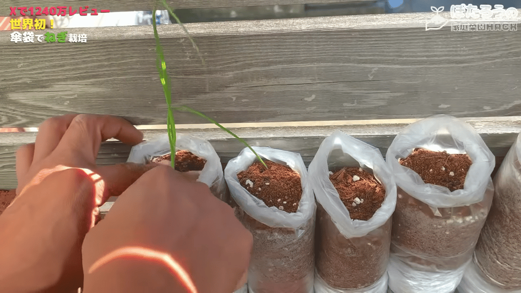 植え穴を作って苗を差し込む