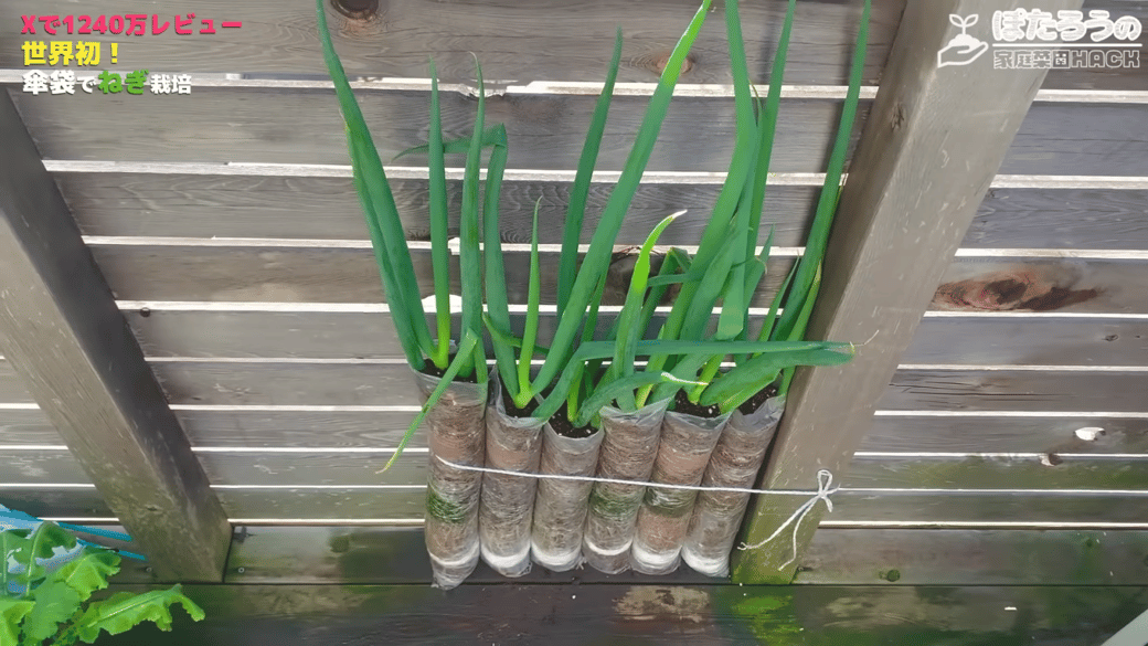 植え付けから156日目