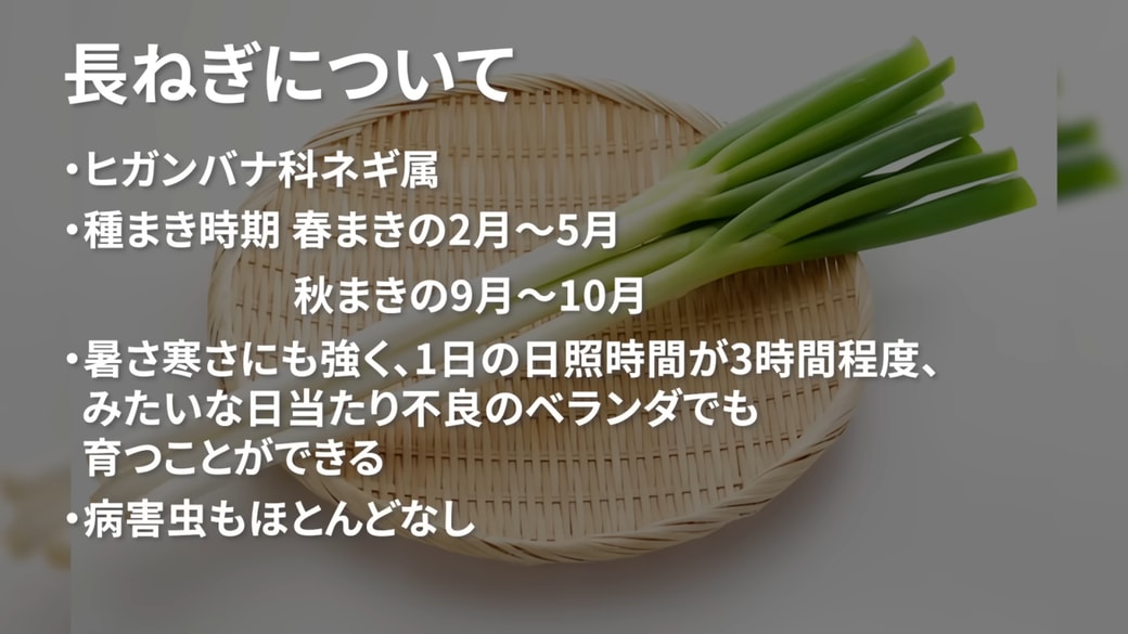 工夫次第で育てやすい「長ねぎ」