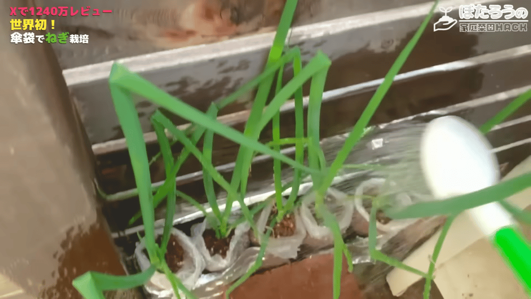 たっぷりと水やりをする