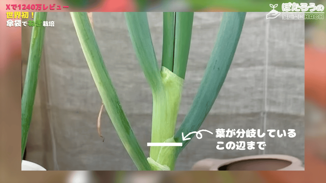 葉が分岐しているあたりを目安にする