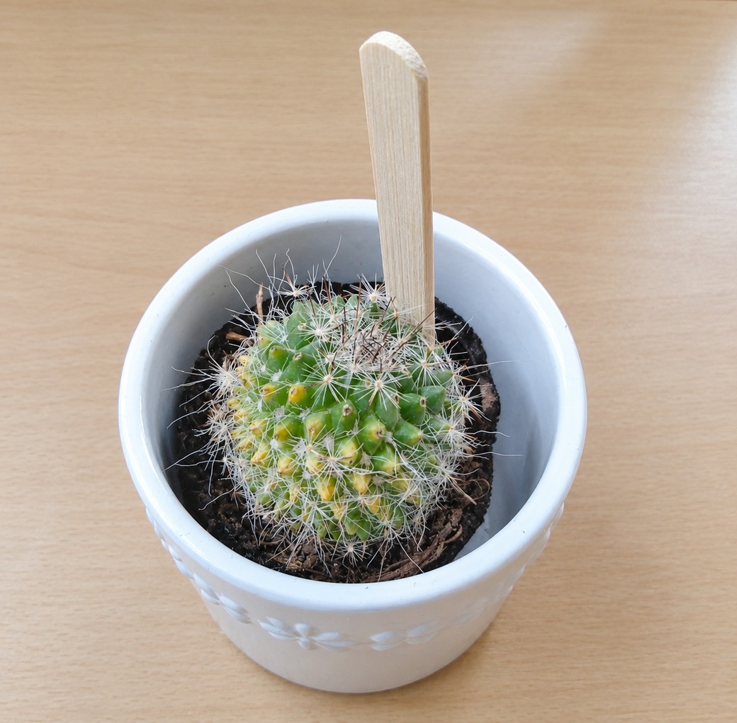 サボテンの土にさしたアイスの棒